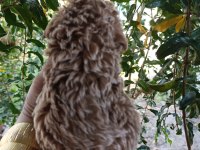 TOY POODLE YAVRULARMIZ
