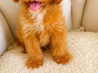 Maltipoo 3 Aylık Erkek