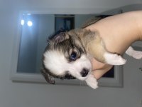 Chihuahua yavruları