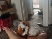 Çift halinde dişi ve erkek ginepig