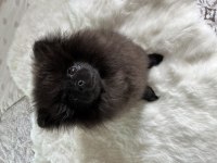 4 aylık dişi pomeranian