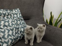 Koca Kafalı British Shorthair Yavruları