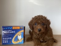 Red Brown Toy Poodle