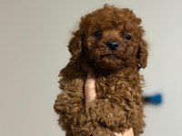 Toy poodle oyuncu sevimli ırk garanti yavrularımız