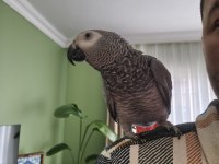 Full evcil jako papağanı konuşma mevcut