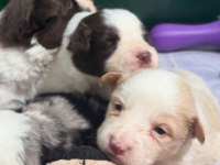 Her renk border collie yavru