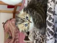 Scottish longhair silver