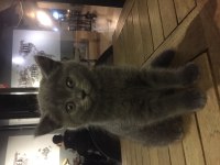Dişi safkan british shorthair