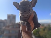 French Bulldog