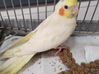 Yeni YEME DÜŞMÜŞ ele alışık ısırma bilmez bebek kuşlar