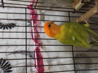 1 çift sevda papağanı temiz kuşlar