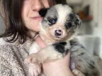 Border Collie Yavrularımız eğitim merkezimizden