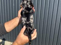 ORJİNAL RABİT DACHSHUND YAVRUMUZ