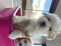 Kıvır kıvır Maltipoo bebekler
