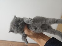 Enfes Güzellikte British Shorthair Yavrular