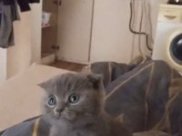 Scottish Fold Son Kalan Erkek