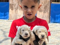 Sevimli golden retriever yavruları