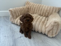 2 Aylık Dişi Erkek Poodle Yavrular