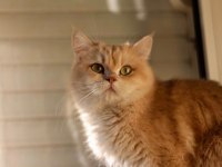 Full üretim secereli kızımız Venüs british shorthair