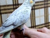 Emerald Üst Mutasyon Yavru Evcil