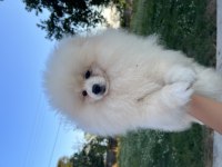Pomeryan Boo 