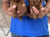 A Kalite Koyu Renk Toy Poodle Yavrular