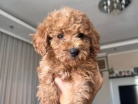 Güzel Toy Poodle Yavrularımız Yeni Yuvasını Arıyor
