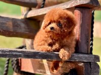 Eğitilebilir Toy Poodle Yavruları ile Evinize Neşe Katın
