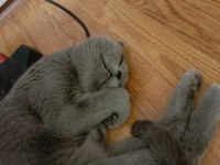 bir buçuk yaşında mükemmel bir anne scottish fold