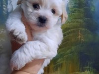 Bebeks Maltese Terrier