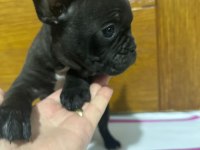 FRENCH BULLDOG YAVRULARIMIZ TEKRARDAN SİZLERLE