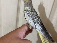47 günlük kusursuz bebek sultan papağanı