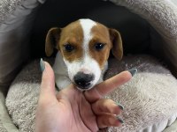 Sevecen Ve Enerjik Jack Russell Yavrularım