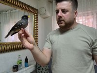 Ful evcil üst düzey konuşan mayna