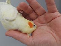 Safkan kırmızı göz lutino albino sultan papağanı