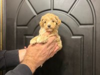 Dişi ve erkek poodle yavrularımız mevcuttur