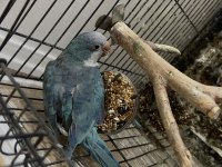 Monk Papağanı Maviş