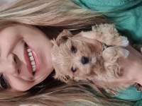 Maltipoo yavrumuz