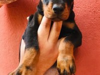 A SECERELİ DOBERMANLAR