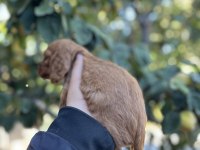 Çok güzel cocker köpekler sütten yeni kesildi