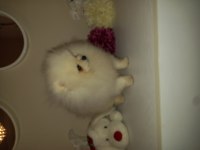 Üst düzey minyatür teacup pomeranian mükemmel kalitede