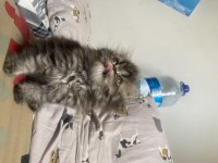 Puf puf scottish fold bebekler