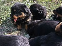 Üst sekmen rottweiler dişi erkek yavrular
