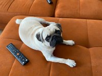 Linda 1.5 yaşında pug köpeği