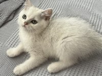 British Shorthair Yavru