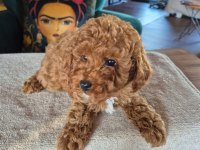 2 aylık safkan toy poodle bebeğimiz