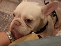 1 YAŞINDA SECERELİ GEN TESTİ VAR FRENCH BULLDOG