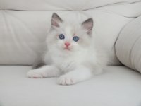 Full Şecereli Ragdoll Yavruları