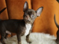 Chocolate Chihuahua Yavrusu