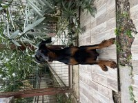 2 dişi doberman